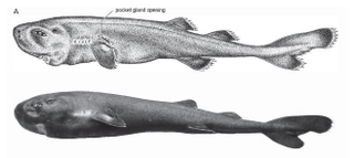 Illustration for article titled Identifican una nueva especie de tiburón diminuto capaz de brillar en la oscuridad